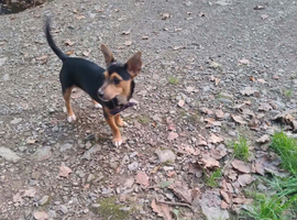 6 month old jackawawa