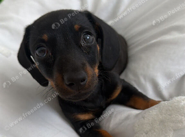 6 month old dachshund