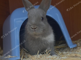 Male Netherland Dwarf Rabbit