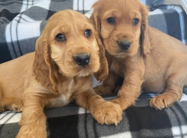 Cocker spaniel puppies