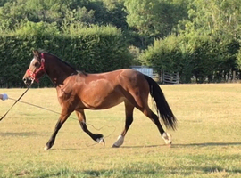Welsh Section C Filly