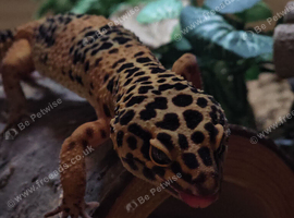4 year old Leopard Gecko looking for a new home