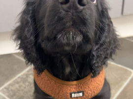 Black Cocker Spaniel