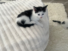 4 playful kittens ready to leave on