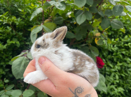 Mini lop x Netherland Dwarf