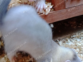 Baby ferrets