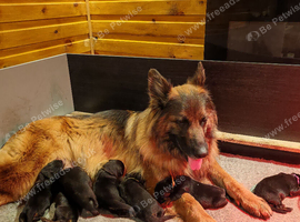 Long-Coated German Shepherd Puppies