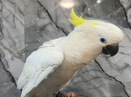 Friendly Baby HandReared Super Tame Cuddly Medium Sulphur Crested Cockatoo Parrot