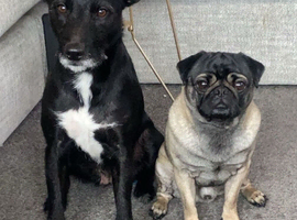 Patterdale/pug
