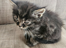 Black tabby mark fluffy kitten