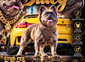 Fluffy French bulldog for stud
