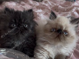 stunning colour point Persian Kittens
