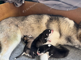 Siberian Huskey for sale