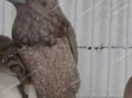 Silver bengalese cock bird