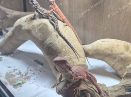 Baby red monster bearded dragon