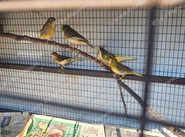 This years canaries