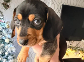 Family dogs first puppies - stunning Dachshunds