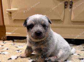 Australian Cattle Dog Puppies