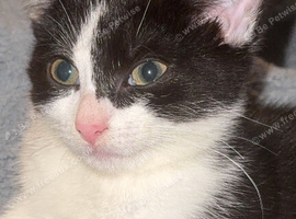 Cat 1 year old female