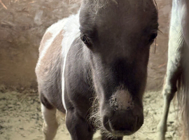 Silver dapple colt