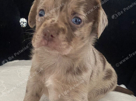 Dachshund crossed chihuahua