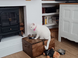 Beautiful Bella. 3 yr old white British short hair female