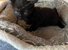 Kitten