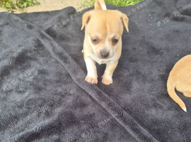 Beautiful  Chihuahua