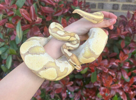 Rare banana python + viv and accessories