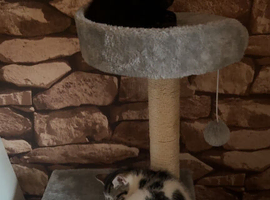 Two female kittens