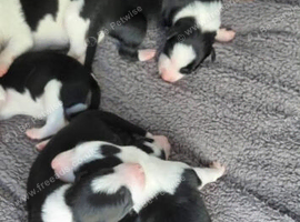 Border collie puppies ️️