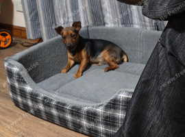 Alfie mini jack russell