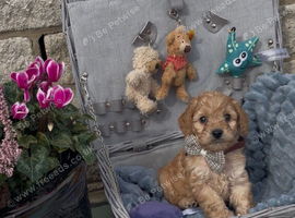 Beautiful cockapoo looking for their forever home