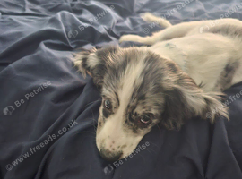 WORKING COCKER SPANIEL BITCH FOR SALE
