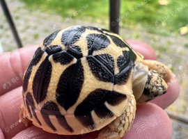 CB26 Indian Star Tortoises for sale