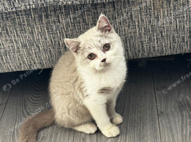 British Shorthair Kittens - Tica Registered
