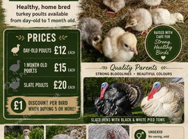 Turkey chicks UNSEXED