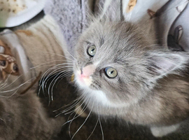 Maine coon ragdoll kittens