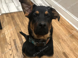 Rottweiler x German Shepherd mix