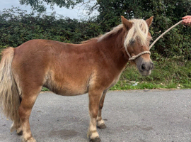 Chestnut Shetland mare