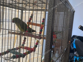 Young male Indian ring neck