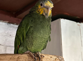 Yellow headed Amazon
