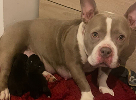 Frenchie x pocket bully x old english bulldog