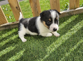 Jack Russel Puppy