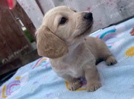 READY NOW  LH mini cream dachshund
