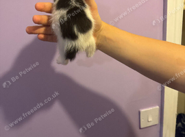 Kittens