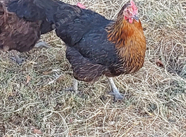 Chickens laying hens