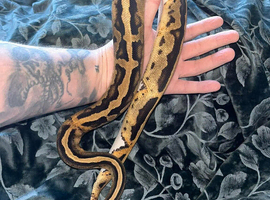 Female Orange dream pied royal python