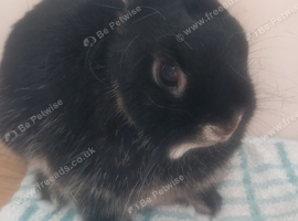 Pure netherland dwarf