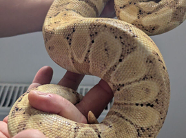 Banana ball pythons for sale